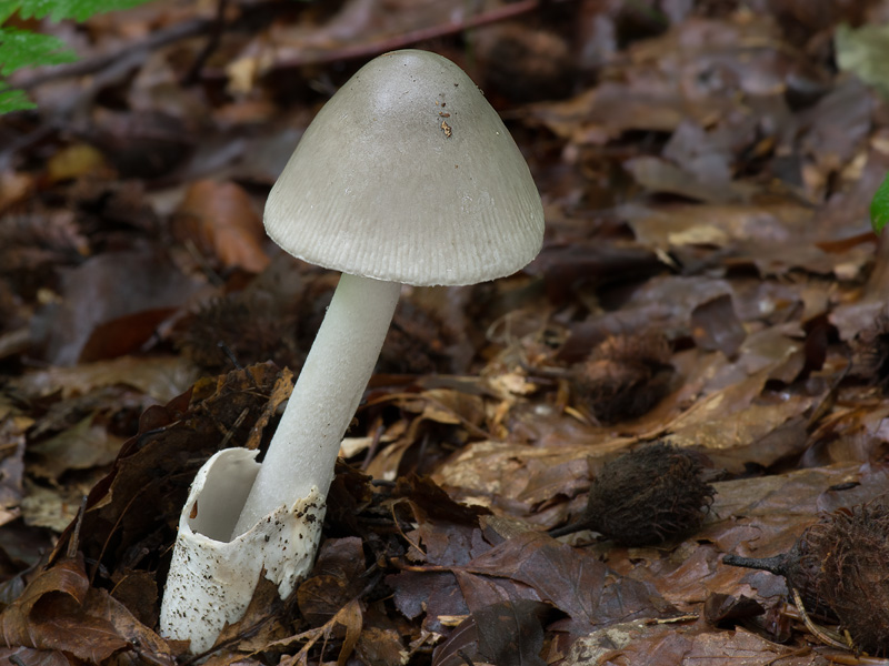 Amanita vladimirii